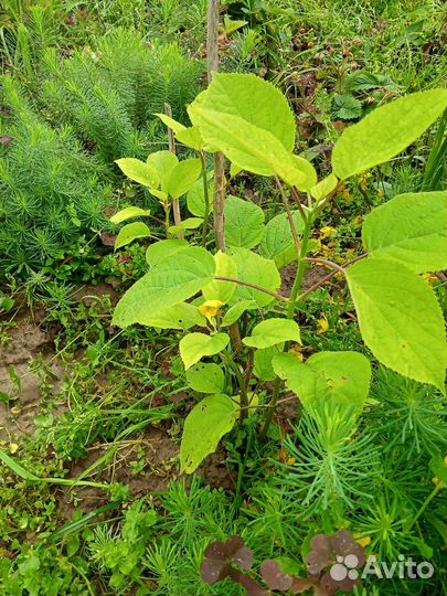 Форзиция,чубушник,малина Гусар,ежевика