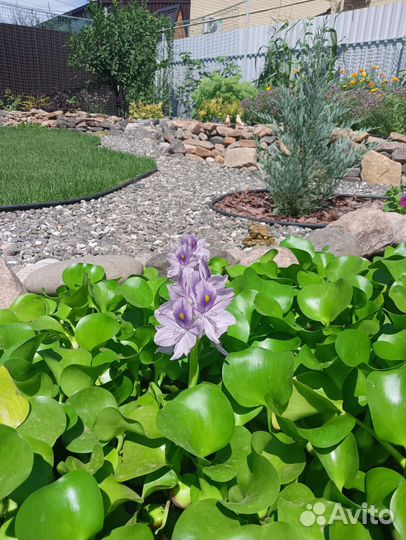 Эйхорния водный гиацинт