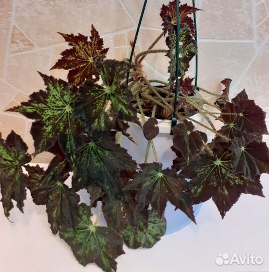 Королевская бегония Бауэра