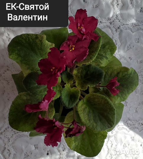 Фиалки почтой