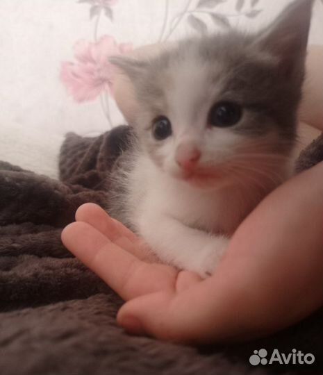 Трехцветный котенок девочка