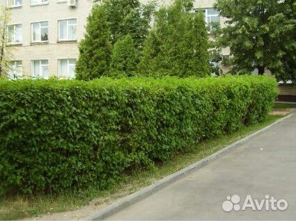 Семена Пузыреплодника калинолистного