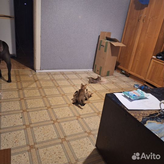 Бенгальские котята