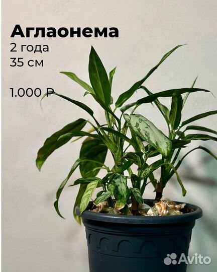 Домашние растения