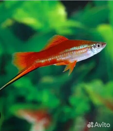 Рыбки меченосцы