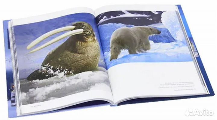 Подарочный альбом книга Полюс. Притягательная