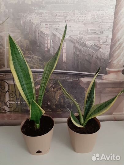 Сансевиерия