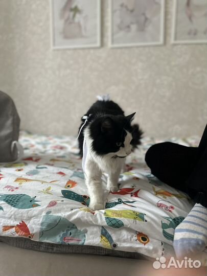 Найдена кошка