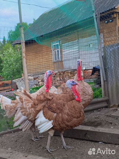 Индюк на племя