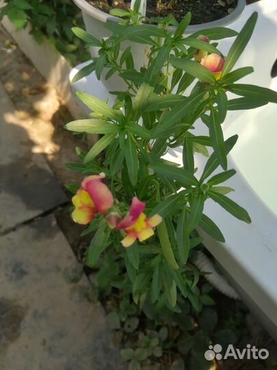 Львиный зев