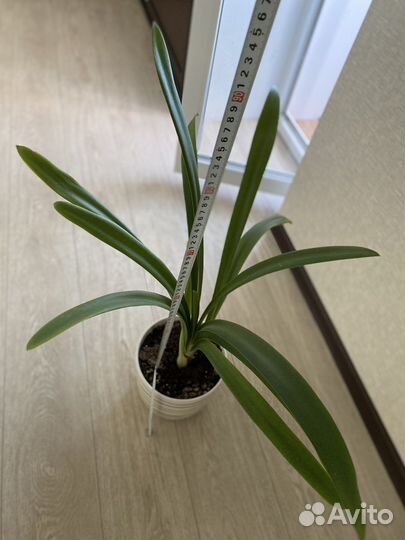 Кливия желтая