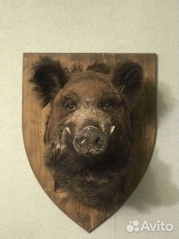 Голова кабана