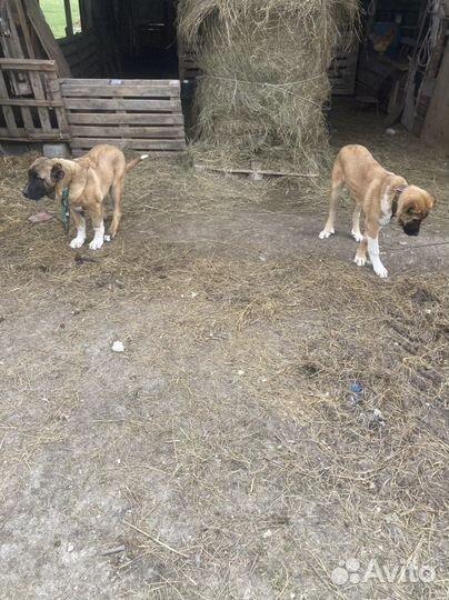 Щенки турецкого кангала