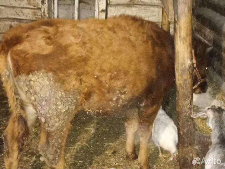 Бычки тёлки