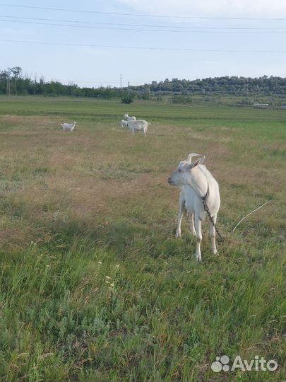 Козы зааненской породы