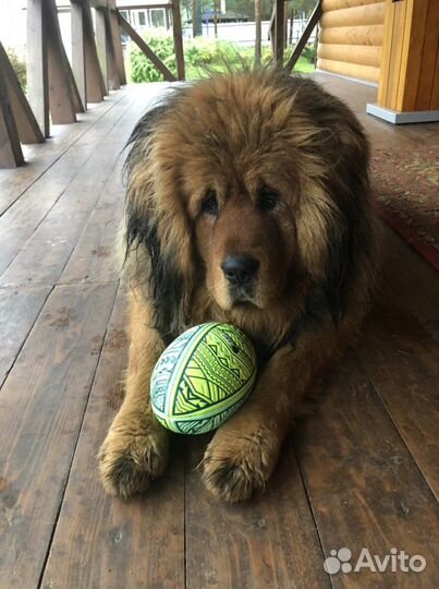 Вязка кабель тибетского мастифа