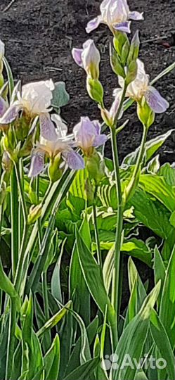 Ирисы