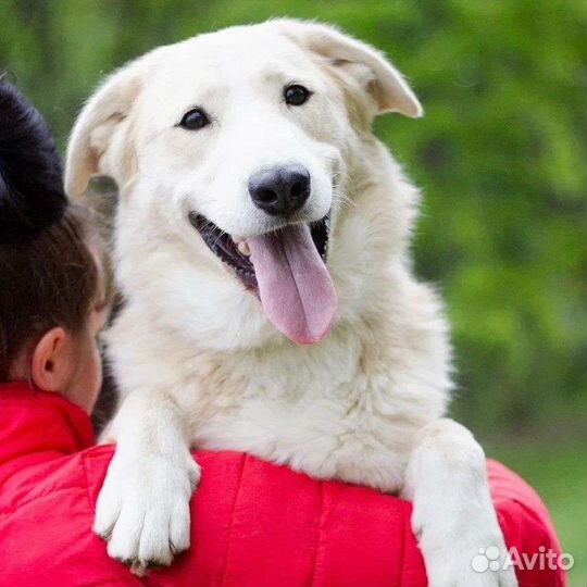 Собака в добрые руки