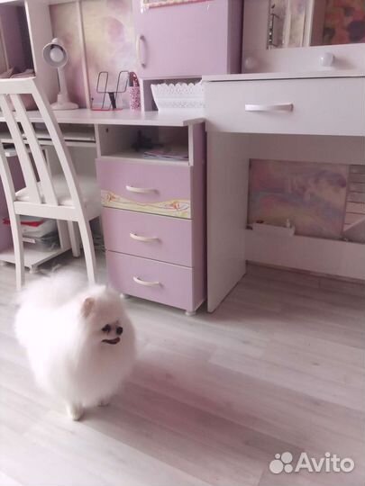 Шпиц померанский вязка