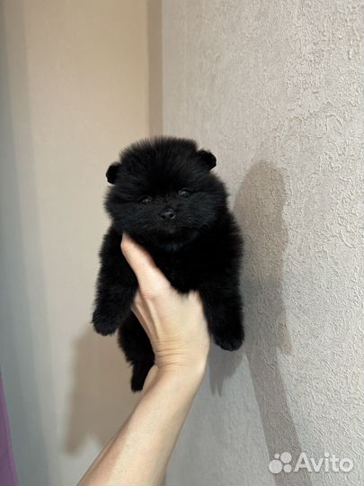 Медвежата