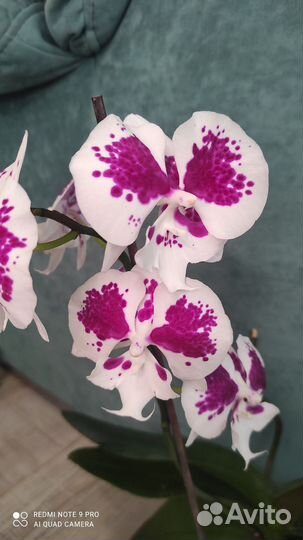Орхидея фаленопсис