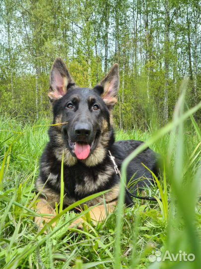 Девочки Красавицы