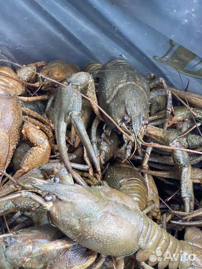 Раки68тамбов68