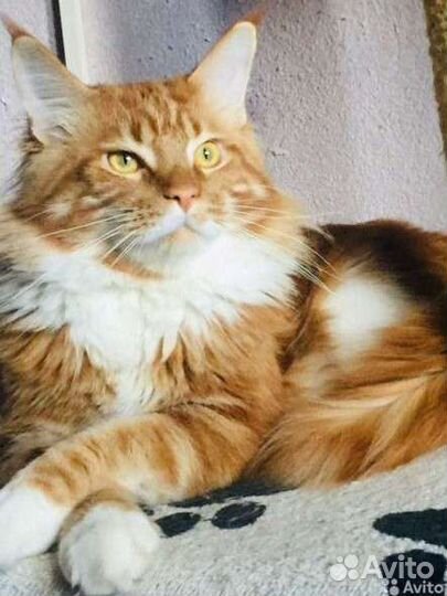 Котята мейн-кун продажа