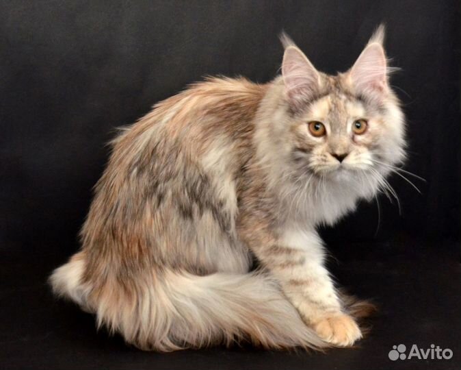 Мейн-кун кошечка