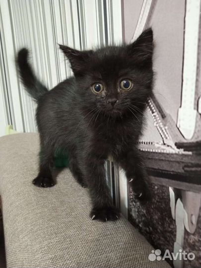 Котенок ищет дом