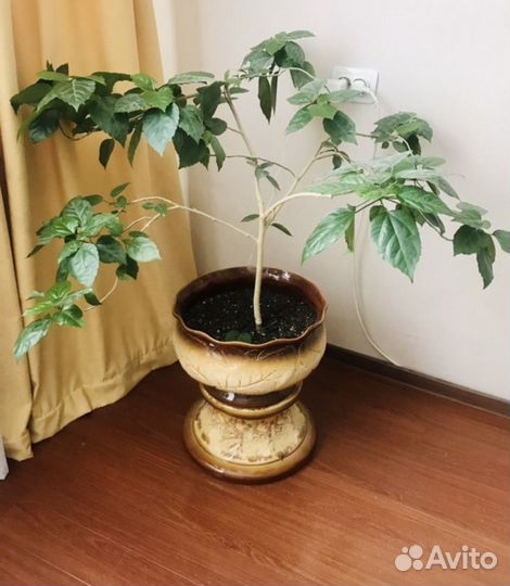 Гибискус китайская роза