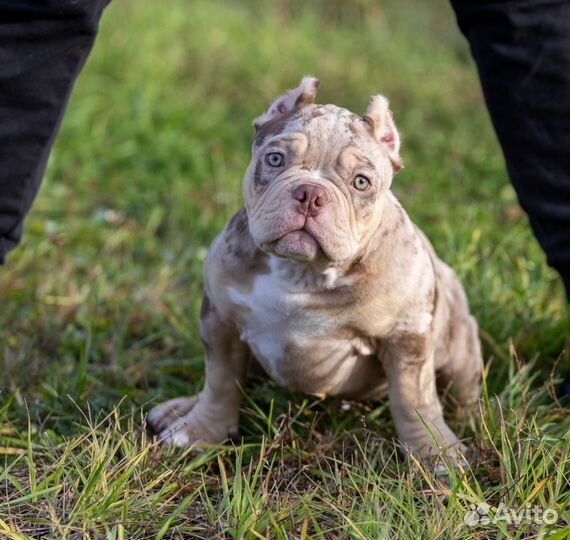 Американский булли