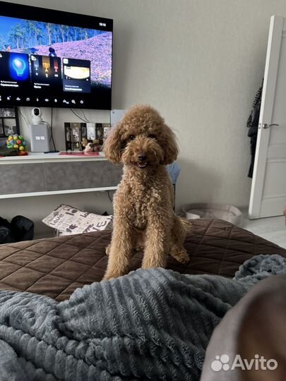 Вязка той-пудель