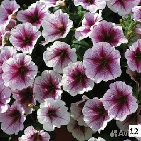 Петуния ампельная Тайдал, Опера с доставкой