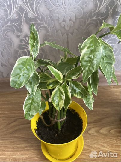 Педилантус