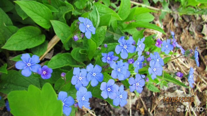 Омфалодес весенний