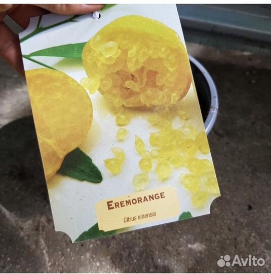 Продам микроцитрус