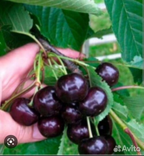 Крупная сортовая вишня саженцы