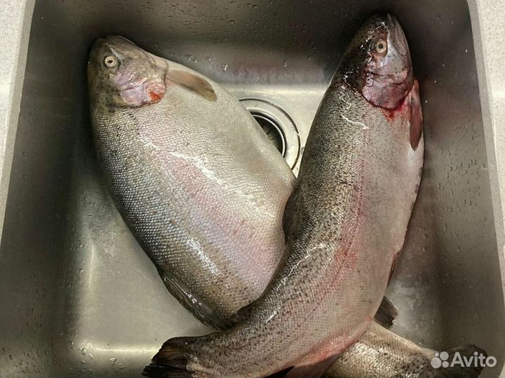 Форель Мурманская в розницу