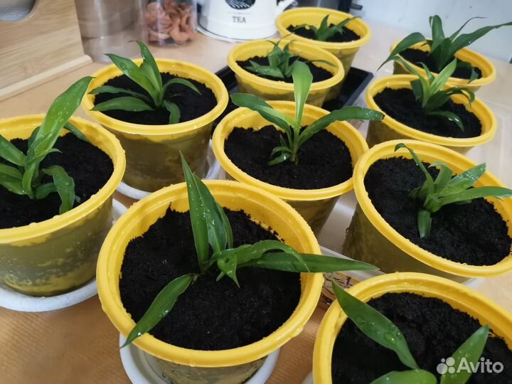 Хлорофитум