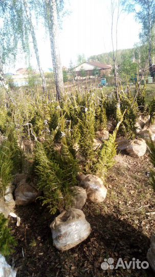 Саженцы от 1 года до крупномеров