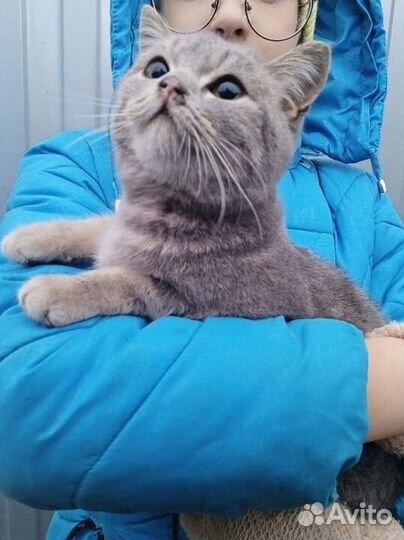 Котёнок британский