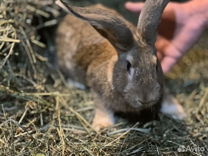 Кролики породы фландр
