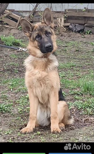 Немецкая овчарка