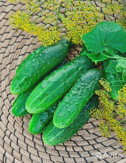 Огурец Журавленок F1 0,25 гр ц.п