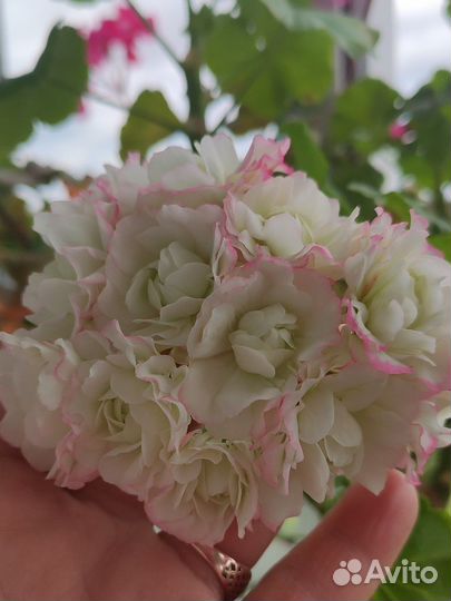 April Snow пеларгония