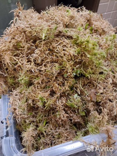 Мох сфагнум живой