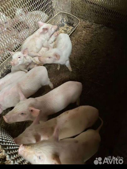 Поросята