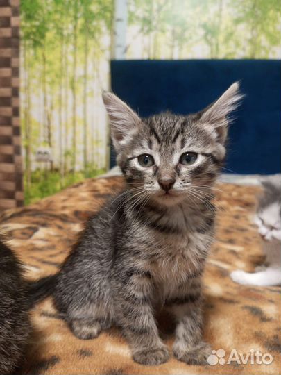 Отдам котят