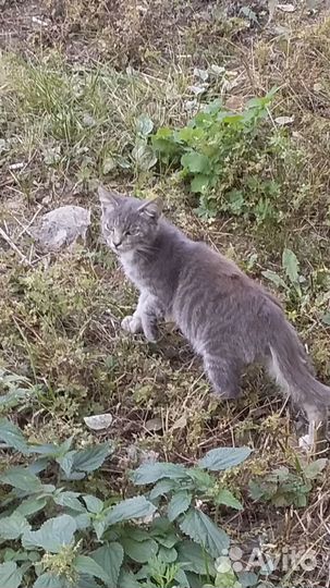 Котёнок мальчик